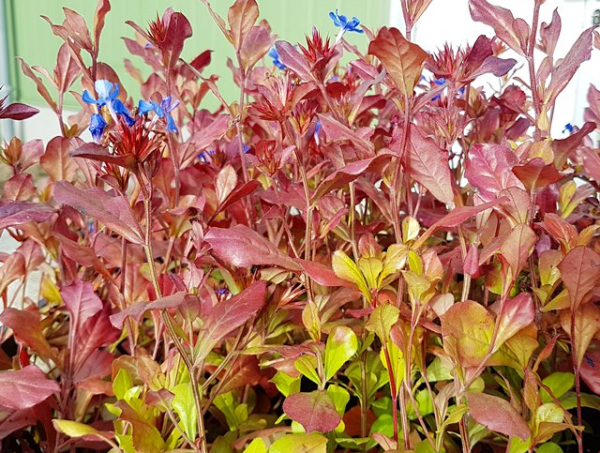 Ceratostigma plumbaginoides - (Bleiwurz),